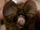Philippine Tailless Leaf-nosed Bat