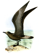 Jamaican Petrel