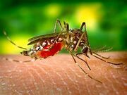 Mosquito-1