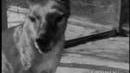 Tasmanian Tiger thylacine combined footage