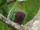 Grey-headed Fruit Dove