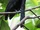 Long-wattled Umbrellabird