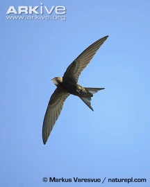 Common Swift (Apus apus)