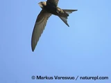 Common Swift