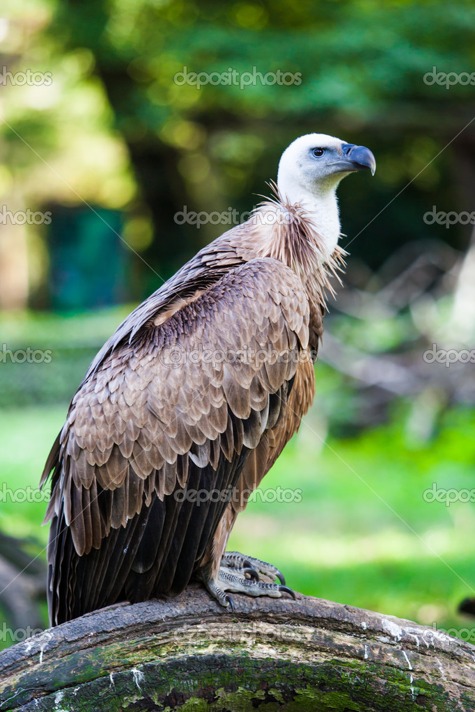 Common griffon, bird