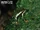 Atelopus pulcher