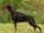 Doberman Pinscher