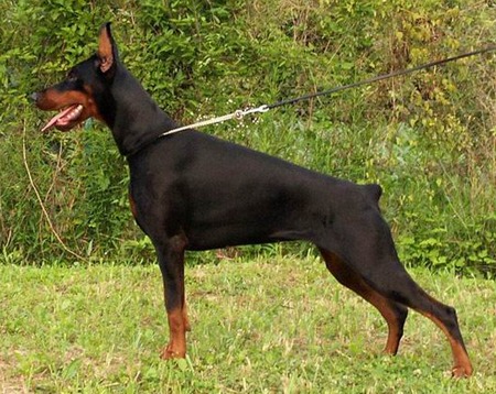 what was a doberman bred for