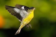 Adult male Lesser Goldfinch flying