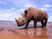 Western-black-rhino2