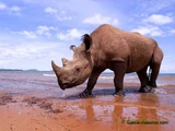 Western Black Rhinoceros