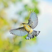 Yellow-rumped Warbler flight