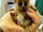 Goodman's Mouse Lemur