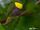 Yellow-bibbed Fruit Dove