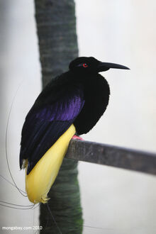 Twelve-wired Bird-of-paradise | Animal Database | Fandom