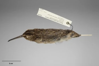 Campbell Snipe Animal Database Fandom