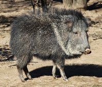 Chacoan Peccary Animal Database Fandom