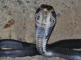Chinese Cobra