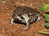 Rose's Rain Frog