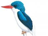 Biak Paradise Kingfisher