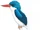 Biak Paradise Kingfisher