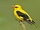 Indian Golden Oriole