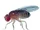 Fruit flies