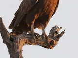 Brown Snake Eagle