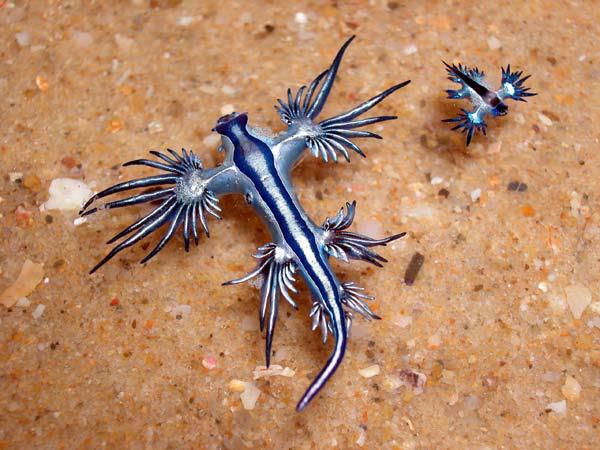 blue angel sea creature