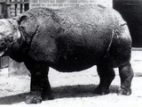 Javan Rhinoceros