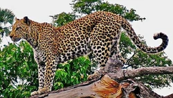 Javan Leopard