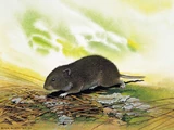 Bavarian Pine Vole