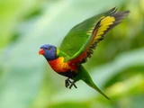 Rainbow Lorikeet