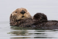 Sea Otter