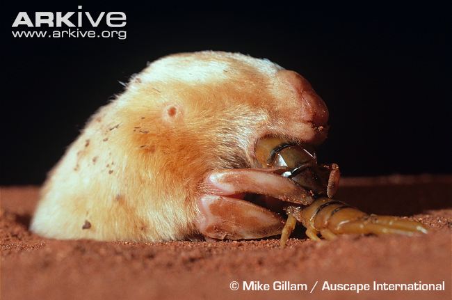 southern marsupial mole