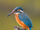 Common Kingfisher