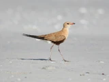 Australian Pratincole