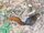 Ruddy Treeshrew