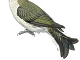 Lyre-tailed Honeyguide