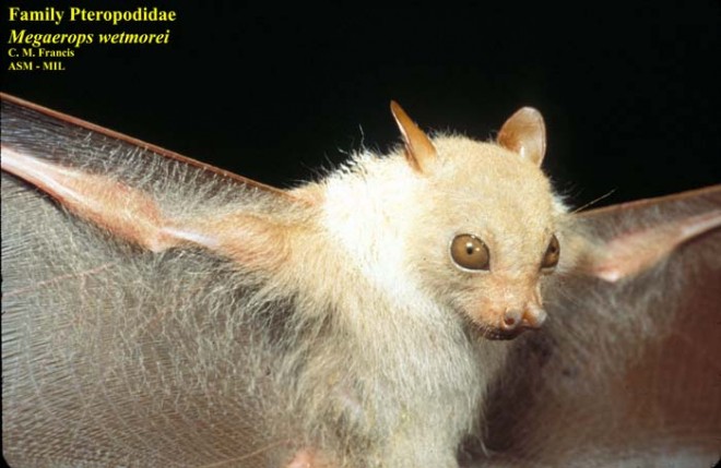 albino fruit bat