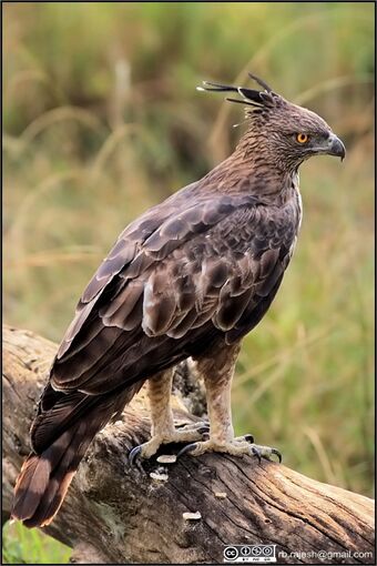 Changeable Hawk Eagle Animal Database Fandom