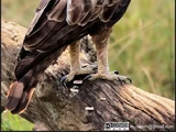 Changeable Hawk-eagle