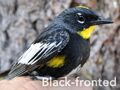 Male Black-fronted Warbler