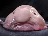 Blobfish