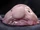 Blobfish