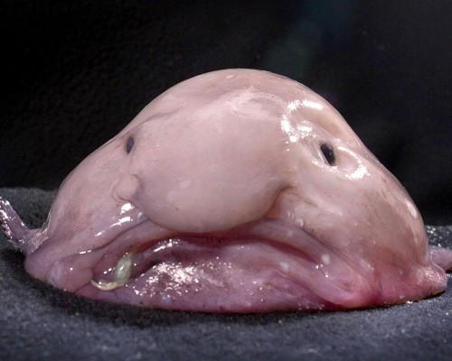 Blob fish, Waddles Lore Wiki