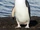 Chinstrap Penguin