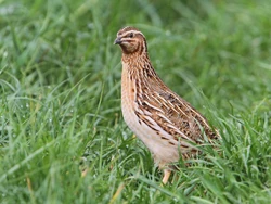 Common Quail