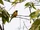 Golden Cuckooshrike