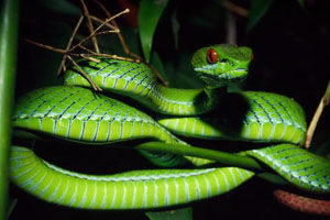 Ruby Eyed Green Pit Viper Animal Database Fandom